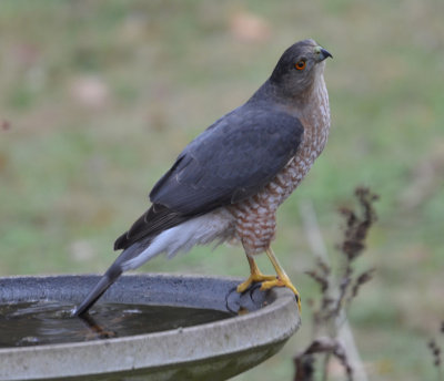 Cooper's hawk