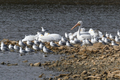 Amer. White Pelicans