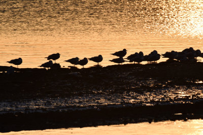 gulls at rest