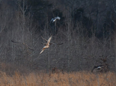 Northern Harrier group