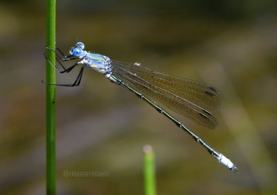 Amber-winged Spreadwing, Lestes eurinus, m.
