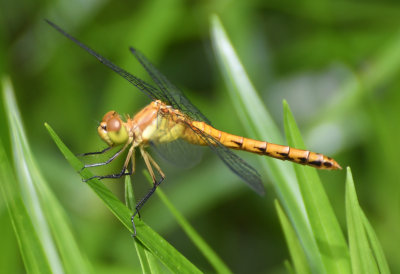 Ruby Meadowhawk, Sympetrum rubicundulum