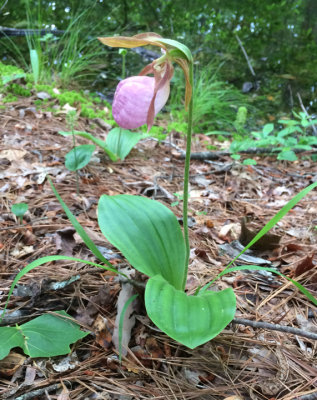 Pink Ladies Slipper