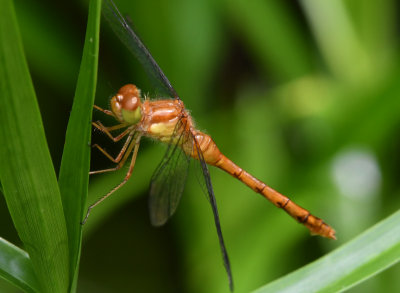 Autumn Meadowhawk, Sympetrum vicinum, f.