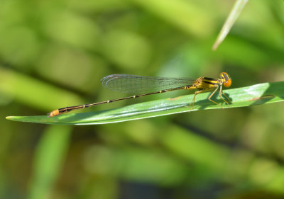 Orange Bluet, Enallagma signatum, M.