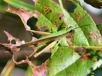 Clipped-wing grasshopper