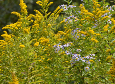 goldenrod, asters