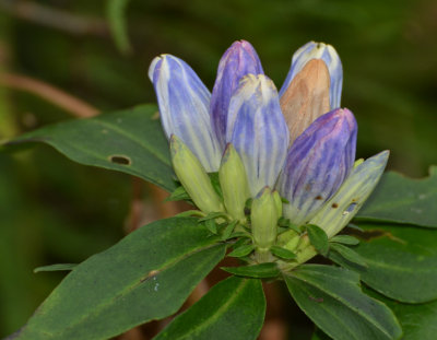 gentian