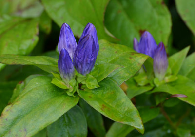 Bottle gentian