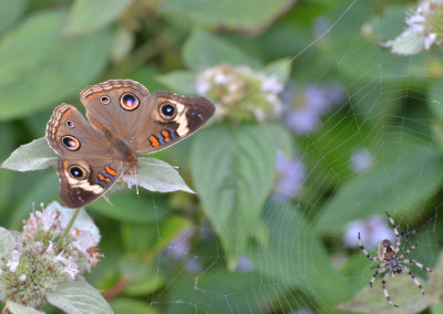 Buckeye & spider