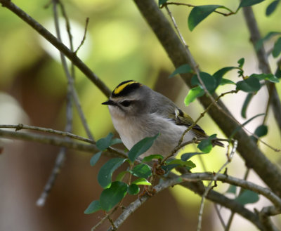 Golden-crowned Kinglet