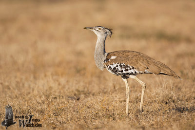 Adult Kori Bustard