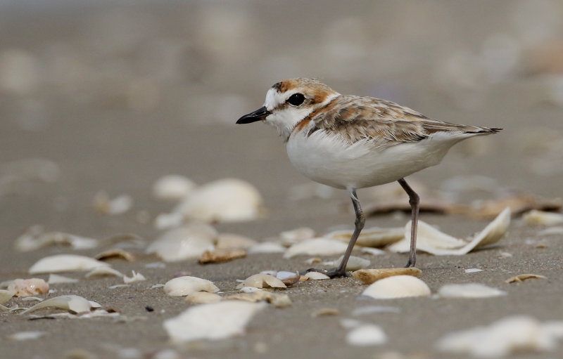 Malaysian Plover, Charadrius peronii. Malajstrandpipareg