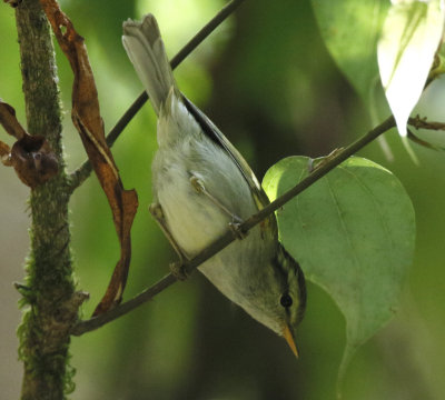 Blyth's Leaf Warbler, Phylloscopus reguloides. Mindre kronsngare 