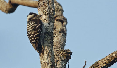 Grey-capped Pygmy Woodpecker, Dendrocopos canicapillus. Grkronad hackspett
