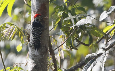 Streak-breasted Woodpecker, Picus viridanus. Burmagrngling