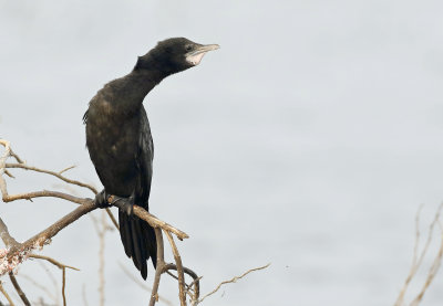 Little Cormorant, Microcarbo niger. Smskarv