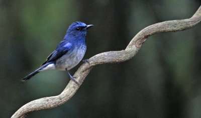 Hainan Blue Flycatcher, Cyornis hainanus. Koboltflugsnappare