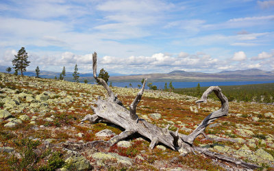 Gråvola