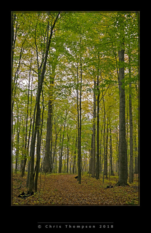VIMG0910 copy.jpg