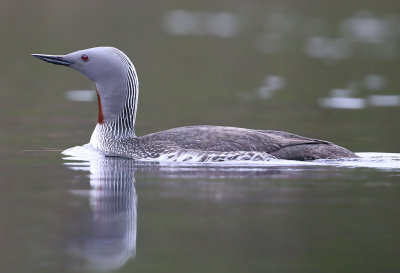 Red-throated Loon  Smlom  (Gavia stellata)