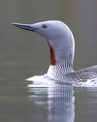 Red-throated Loon  Smlom  (Gavia stellata)