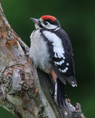 Great Spotted Woodpecker  Strre hackspett  ( Dendrocopos major)