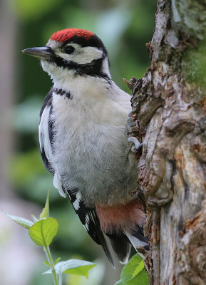 Great Spotted Woodpecker  Strre hackspett  ( Dendrocopos major)