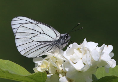 Black-veined White  Hagtornsfjril  (Aporia crataegi)