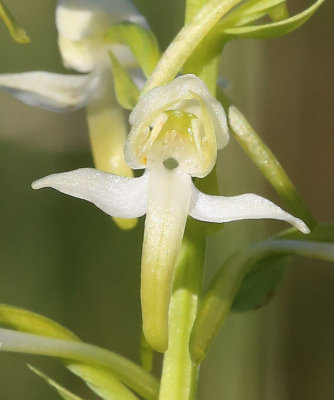 Nattviol  ( Platanthera bifolia)