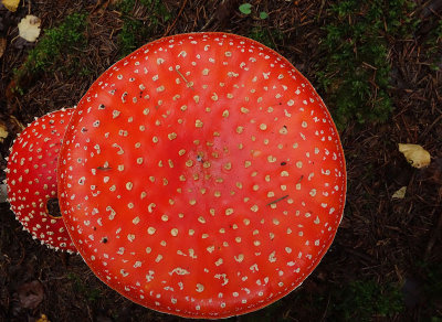 Rd flugsvamp (Amanita muscaria)