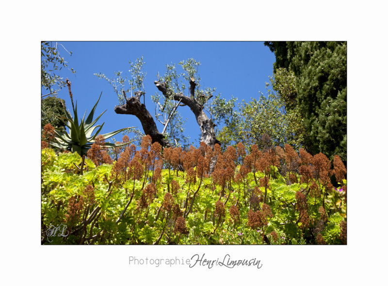 IMG_0598 Italie hanbury jardin fleurs.jpg