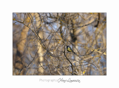   01 2017 D_MG_0091 animal oiseau Vaugrenier.jpg