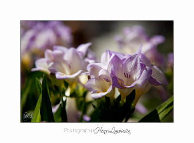  04 2017 A _MG_9988 Fleurs jardin Mouans Sartoux.jpg