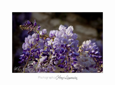  04 2017 B _MG_0114 2 Fleurs Glycine.jpg