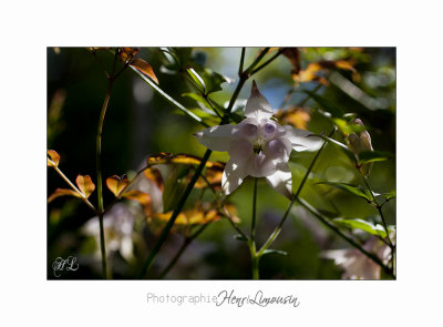  04 2017 D IMG_1026 Nature Jardin fleur de Pot.jpg