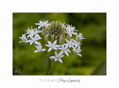  04 2017 E IMG_0860 Italie hanbury Jardin.jpg