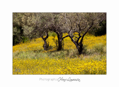  05 2017 B IMG_7758 Toscane Scarlino .jpg