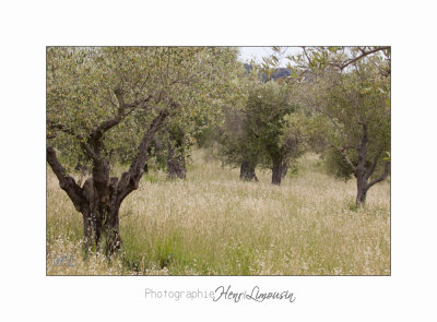  05 2017 B IMG_7776 Toscane Scarlino .jpg