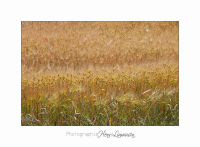  05 2017 B IMG_7935 Toscane campagne .jpg