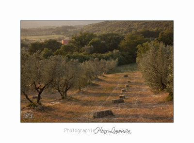  05 2017 B IMG_8292 Toscane Campagne .jpg