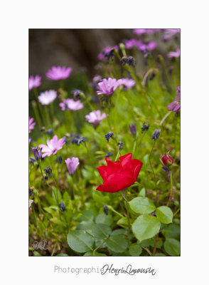  05 2017 C IMG_7569 fleur roses cyclades.jpg