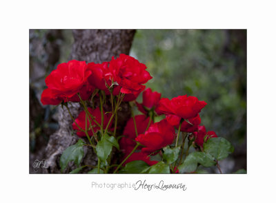  05 2017 C IMG_7571 fleur roses Cyclades .jpg