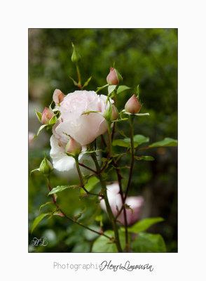  05 2017 C IMG_7575 fleur roses Cyclades .jpg