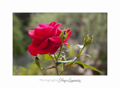  05 2017 C IMG_7576 fleur roses Cyclades .jpg