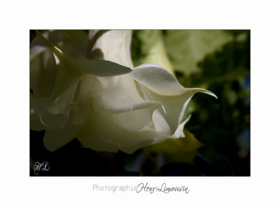  05 2017 D IMG_0863 Italie hanbury jardin fleur.jpg