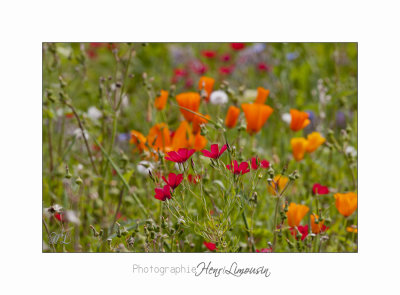  05 2017 E IMG_7297 MIP Jardin Mouan fleurs oranges Eschscholzia californica pavot de Californie.jpg