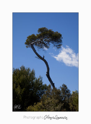  05 2017 H IMG_7547 arbre Ste Marguerite.jpg
