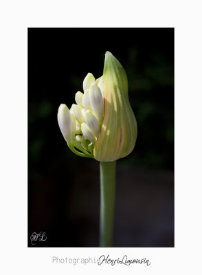  06 2017 L IMG_8480 fleurs cyclades  .jpg