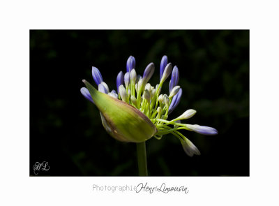  06 2017 L IMG_8481 fleurs cyclades  copie.jpg